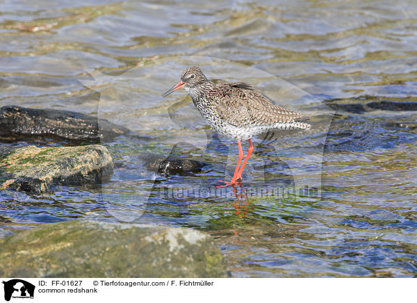 Rotschenkel / common redshank / FF-01627