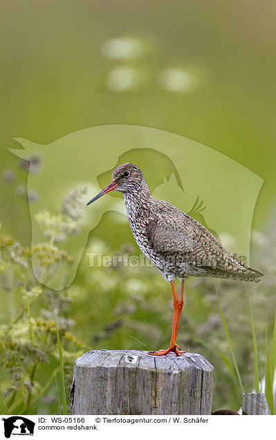 Rotschenkel / common redshank / WS-05166