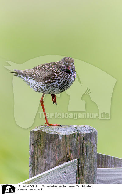 Rotschenkel / common redshank / WS-05364