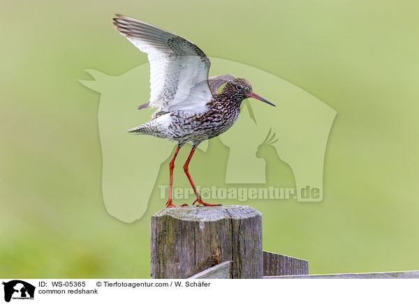Rotschenkel / common redshank / WS-05365