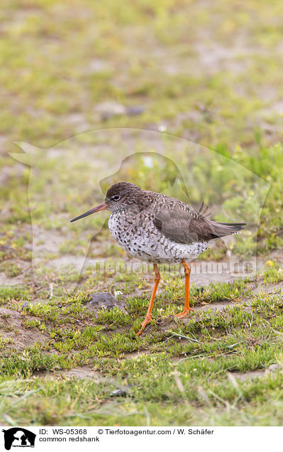 common redshank / WS-05368