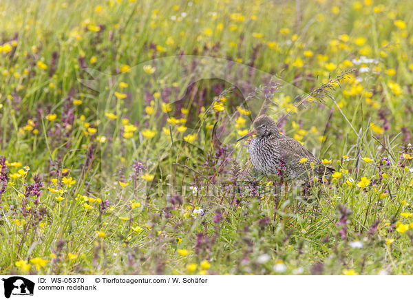 common redshank / WS-05370