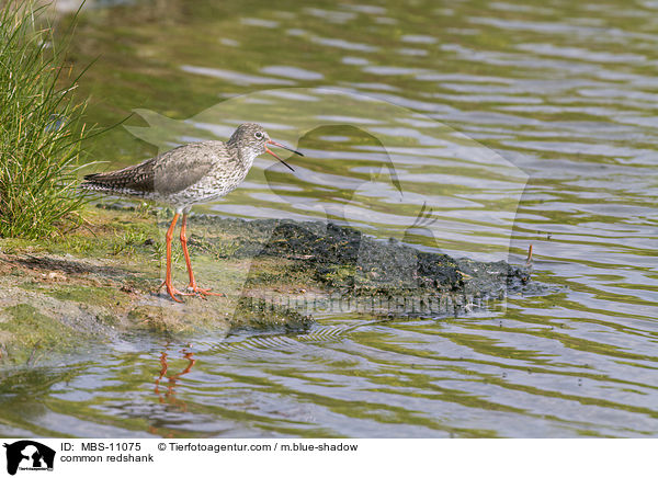 common redshank / MBS-11075