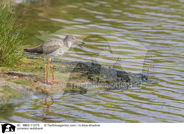 Rotschenkel / common redshank / MBS-11075