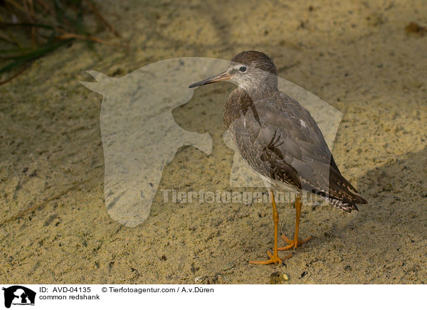 Rotschenkel / common redshank / AVD-04135