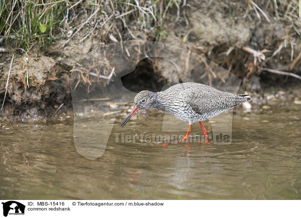 Rotschenkel / common redshank / MBS-15416