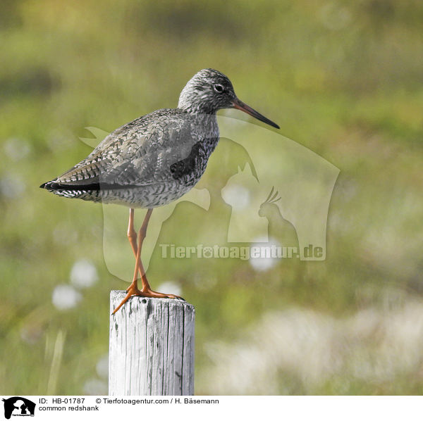 Rotschenkel / common redshank / HB-01787