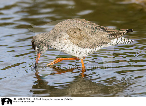 common redshank / WS-08263