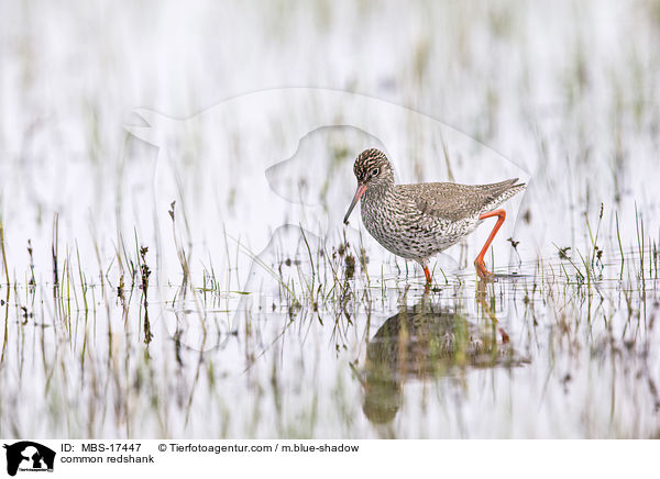 Rotschenkel / common redshank / MBS-17447