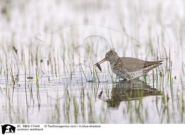 Rotschenkel / common redshank / MBS-17449