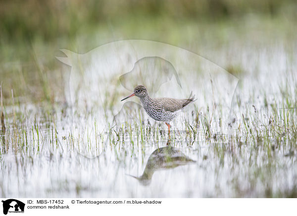 Rotschenkel / common redshank / MBS-17452