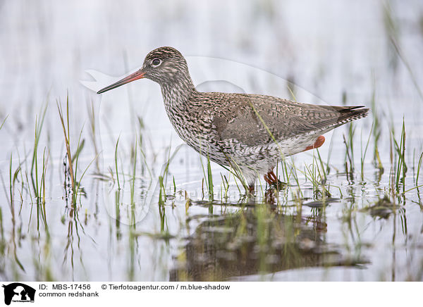 Rotschenkel / common redshank / MBS-17456