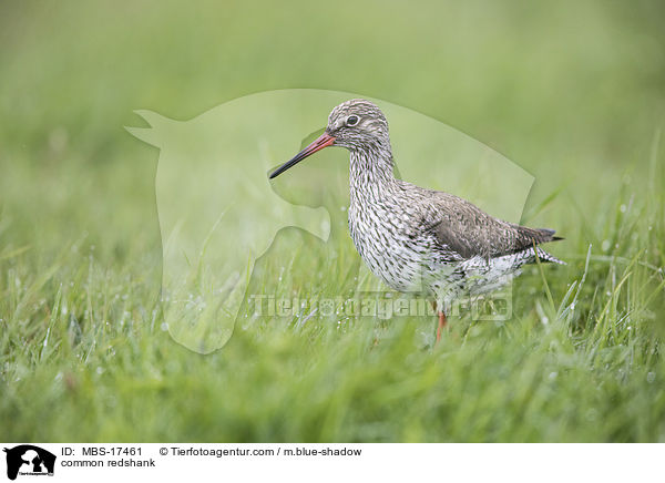 common redshank / MBS-17461