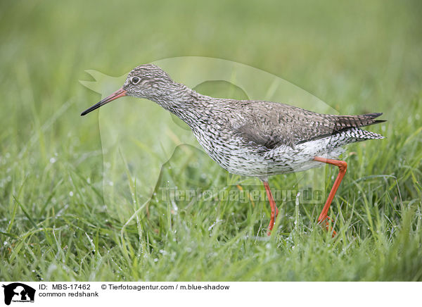 common redshank / MBS-17462