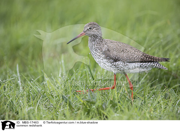 Rotschenkel / common redshank / MBS-17463