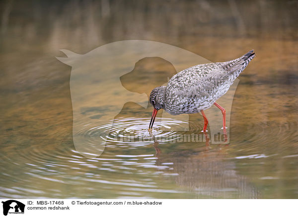 Rotschenkel / common redshank / MBS-17468