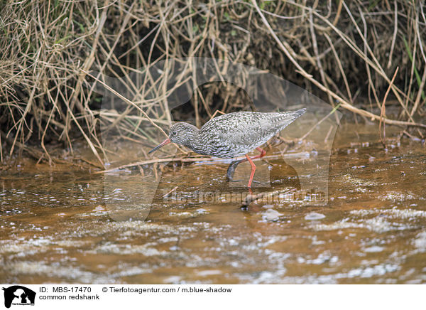 Rotschenkel / common redshank / MBS-17470
