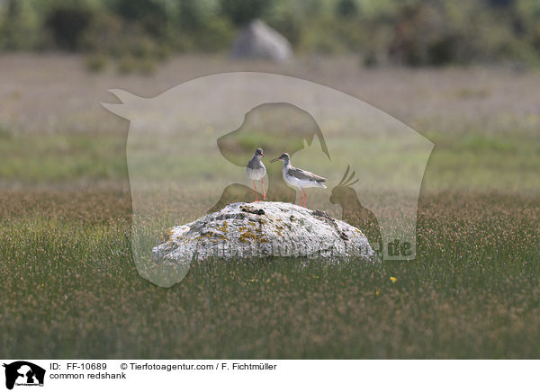 common redshank / FF-10689