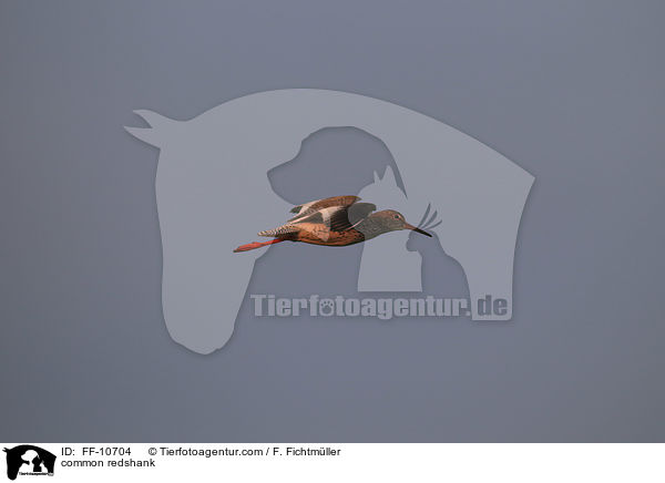 Rotschenkel / common redshank / FF-10704