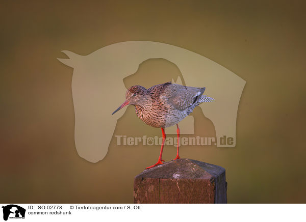 Rotschenkel / common redshank / SO-02778