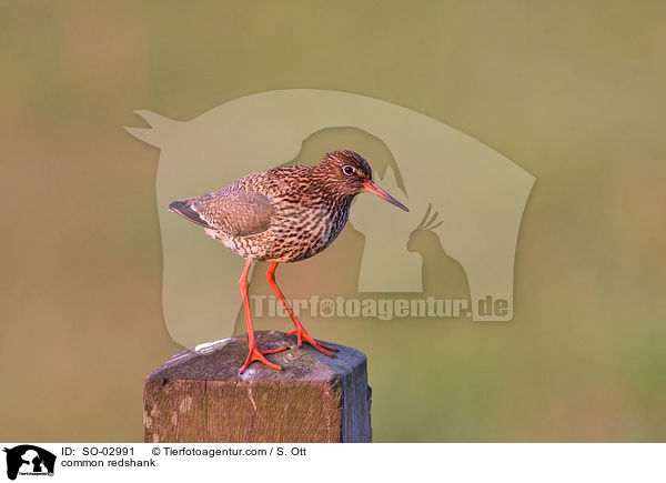 Rotschenkel / common redshank / SO-02991