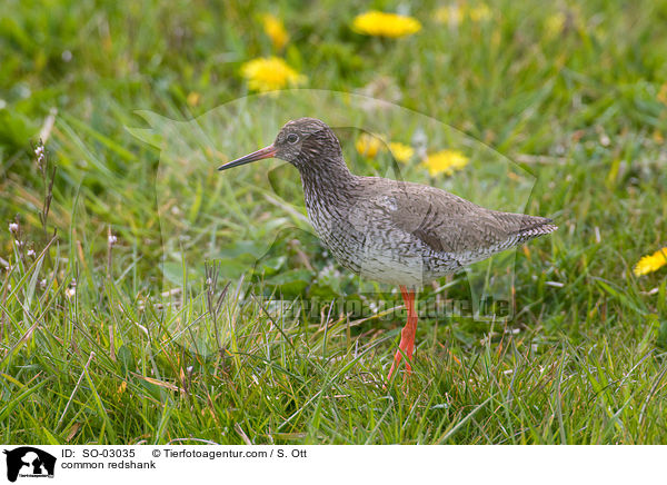 Rotschenkel / common redshank / SO-03035