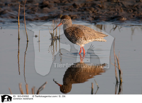 Rotschenkel / common redshank / SO-03092