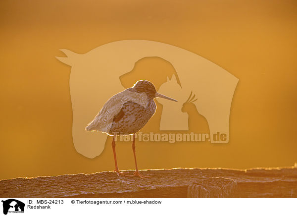 Rotschenkel / Redshank / MBS-24213