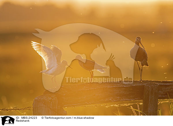 Rotschenkel / Redshank / MBS-24223