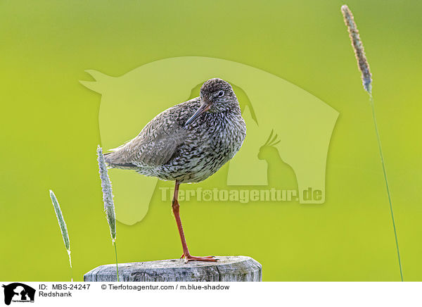 Rotschenkel / Redshank / MBS-24247