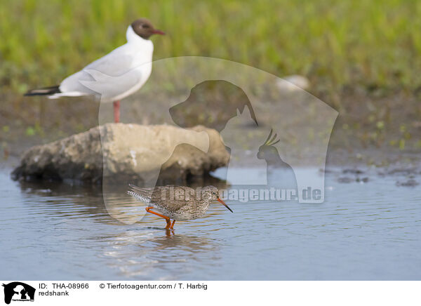 Rotschenkel / redshank / THA-08966