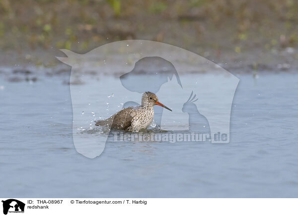 Rotschenkel / redshank / THA-08967