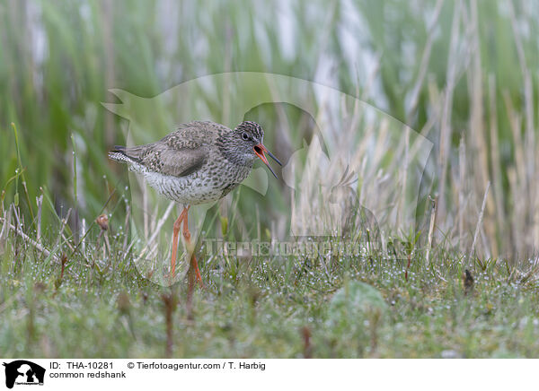 Rotschenkel / common redshank / THA-10281