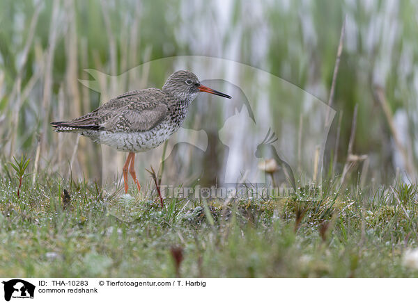 Rotschenkel / common redshank / THA-10283