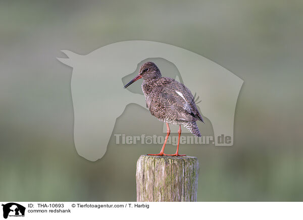 Rotschenkel / common redshank / THA-10693