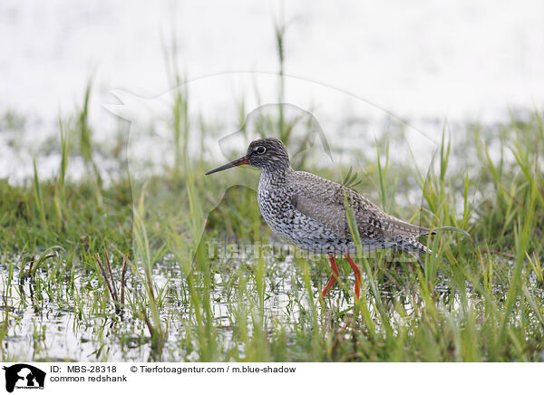 Rotschenkel / common redshank / MBS-28318