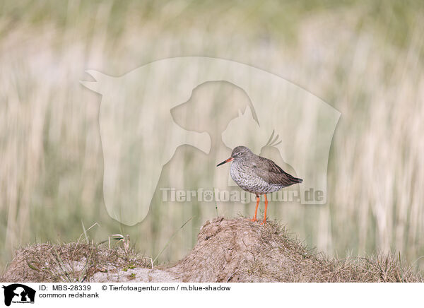 Rotschenkel / common redshank / MBS-28339