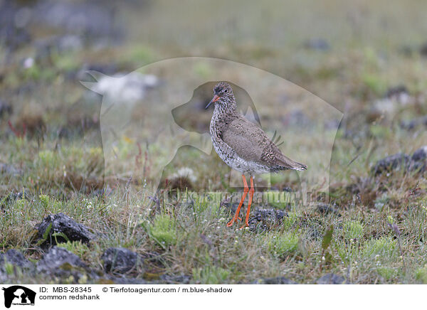 common redshank / MBS-28345