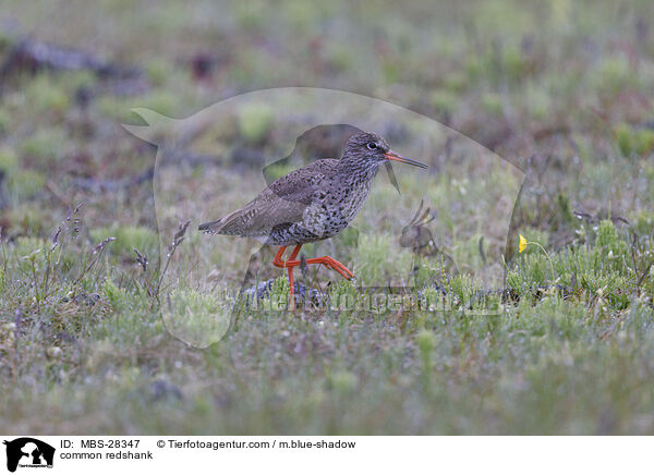 common redshank / MBS-28347