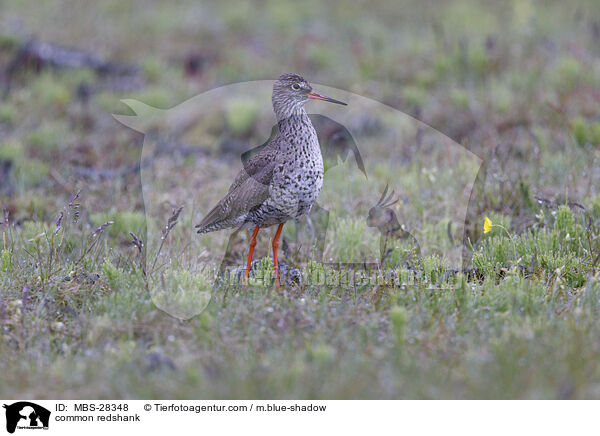 common redshank / MBS-28348