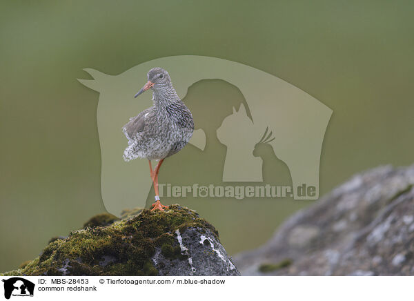 common redshank / MBS-28453
