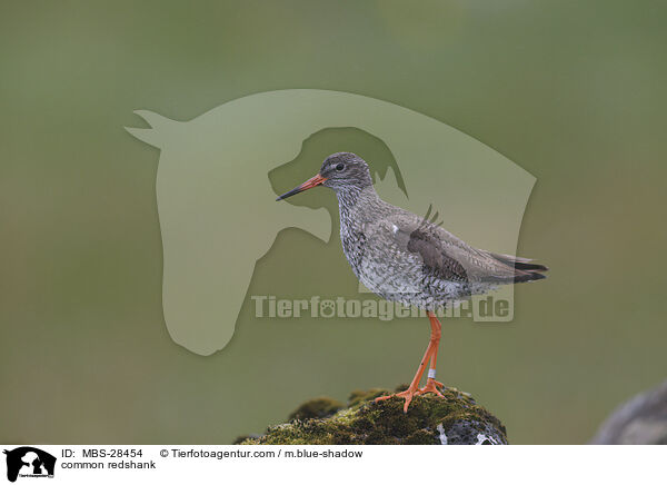 common redshank / MBS-28454