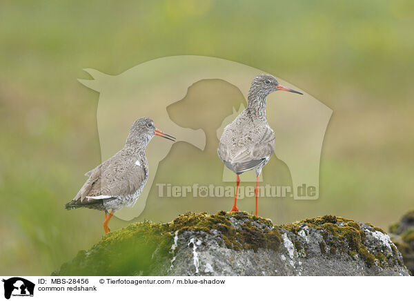 common redshank / MBS-28456
