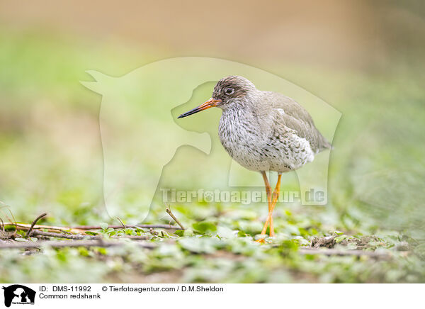 Rotschenkel / Common redshank / DMS-11992