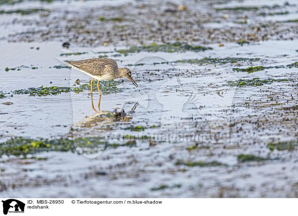 Rotschenkel / redshank / MBS-28950