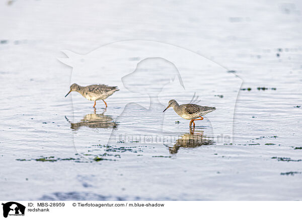 Rotschenkel / redshank / MBS-28959
