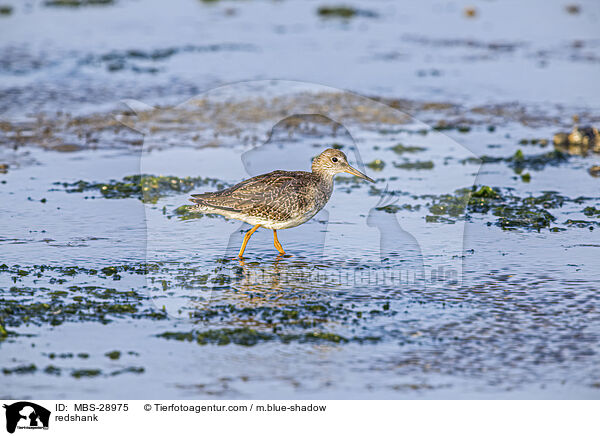 Rotschenkel / redshank / MBS-28975