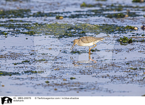 Rotschenkel / redshank / MBS-28976
