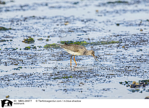 Rotschenkel / redshank / MBS-28977