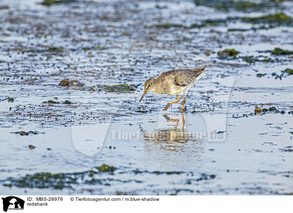 Rotschenkel / redshank / MBS-28978